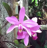 Violet Cattleya