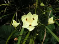 Yellow fortnight lily
