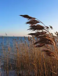Common Reed