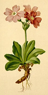 Spectacular Primrose (Primula spectabilis) plant