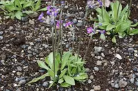 Scandinavian primrose (Primula scandinavica) plant