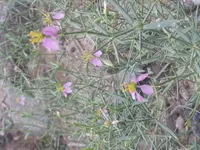 Zygophyllum indicum (Zygophyllum indicum) plant