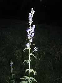 garden monkshood