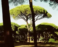 Italian stone pine