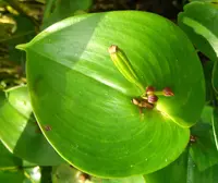 Pleurothallis cordata