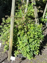 Rubus ferus (Rubus ferus) plant