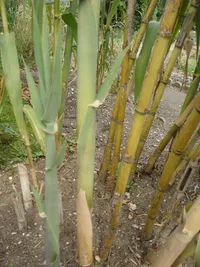 Giant reed