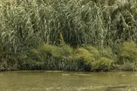 Giant reed