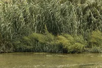 Giant reed