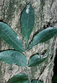 water hickory (Carya aquatica) plant