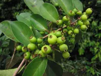 Eugenia florida plant