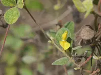 showy pigeonpea