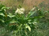 poisonbulb (Crinum asiaticum) plant
