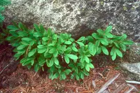 dwarf bilberry (Vaccinium cespitosum) plant