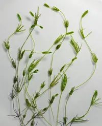 fragile stonewort