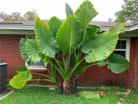 Giant Taro (Alocasia macrorrhizos) plant