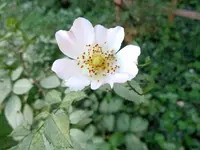 Hairy dog-rose