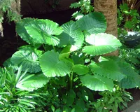 Alocasia odora plant