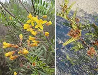 Zuccagnia punctata (Zuccagnia punctata) plant