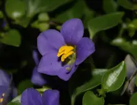 Persian Violet (Exacum affine) plant