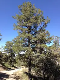 Limber Pine (Pinus flexilis) plant