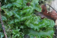 greasewort