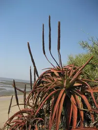 Lebombo Aloe