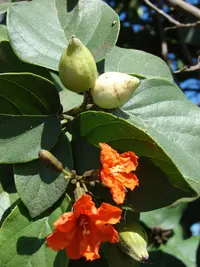 largeleaf geigertree (Cordia sebestena) plant