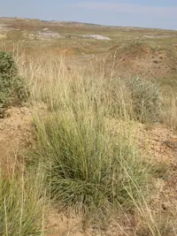alkali sacaton (Sporobolus airoides) plant