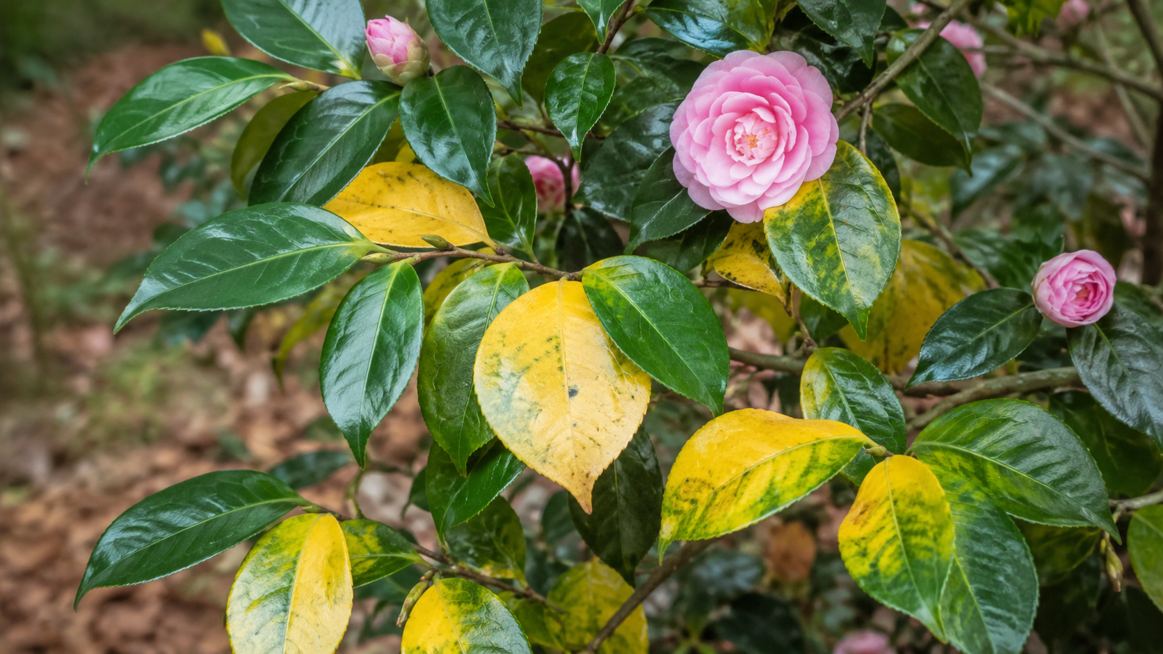 Yellow leaves
