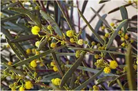 acacia