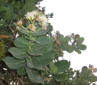 Water Berry