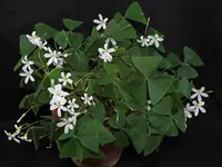 Oxalis triangularis outdoor
