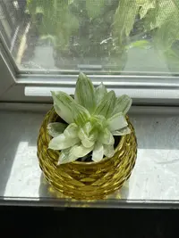 Bristle Haworthia photo by a Botan App user