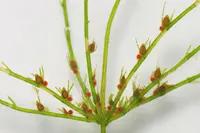delicate stonewort