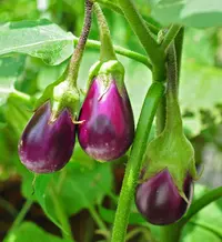 brinjal