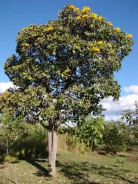 Silver trumpet tree