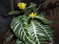 Zebra-plant (Aphelandra squarrosa) plant
