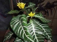Zebra-plant (Aphelandra squarrosa) plant