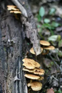 Pholiota adiposa