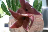 Starfish Cactus