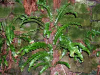 hart's-tongue fern (Asplenium scolopendrium) plant