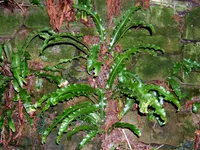 hart's-tongue fern