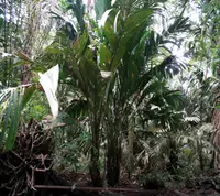 Troolie Palm