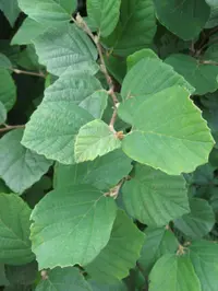 witch alder
