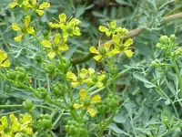 common rue