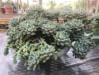 Mexican Firecracker (Echeveria setosa) plant