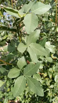 Pistacia khinjuk