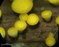 Yellow Fairy Cups