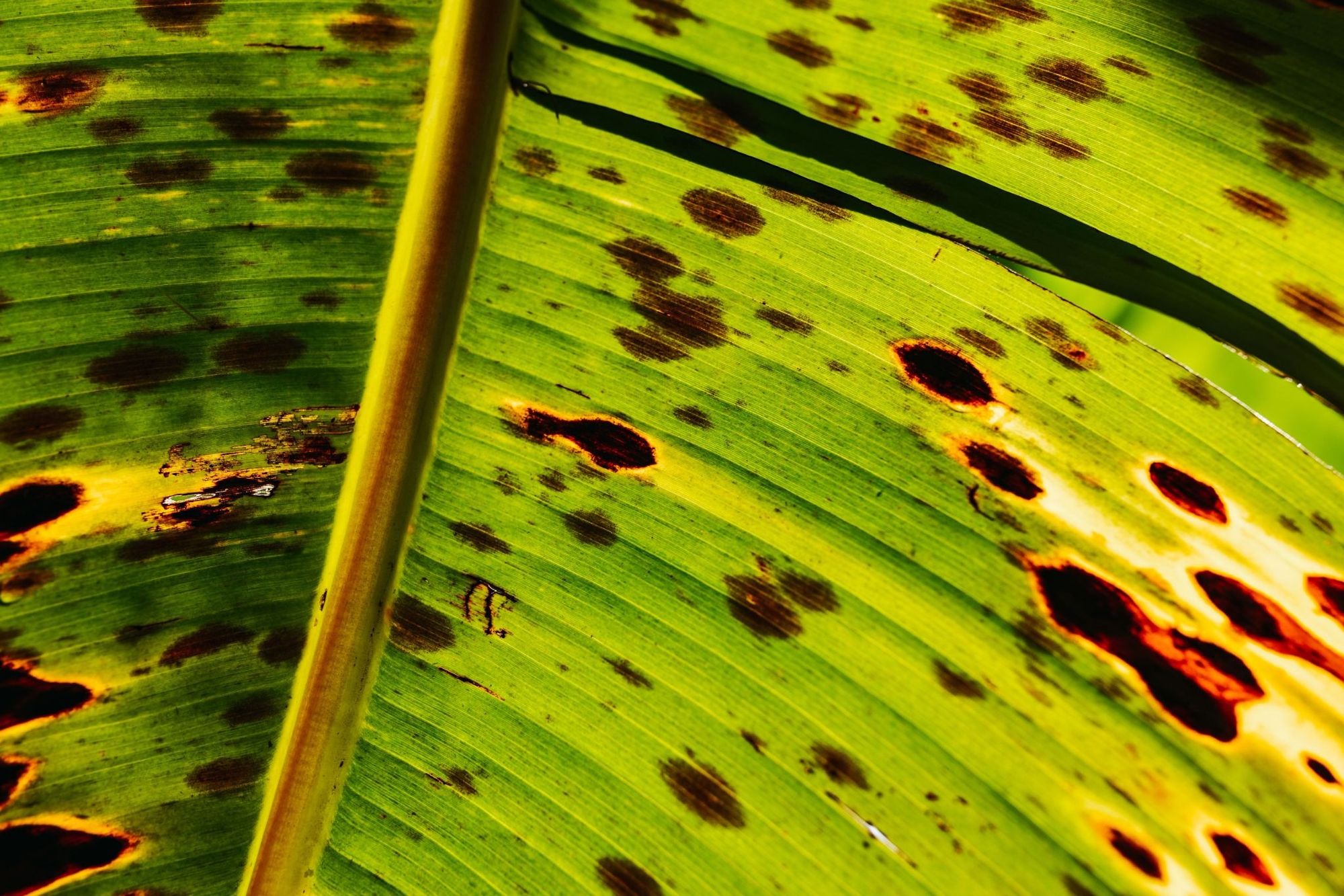 Leaf